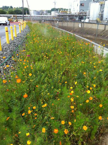 BASF/Emery Oleochemicals Rain Gardens