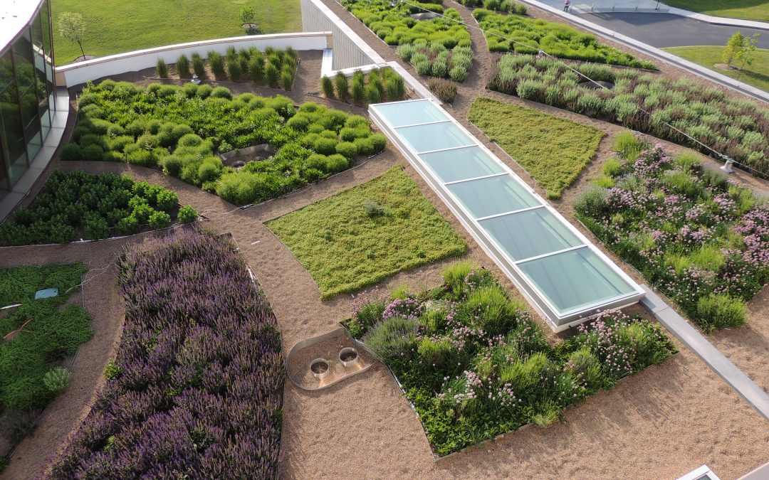NKU Green Roof with Zero Company