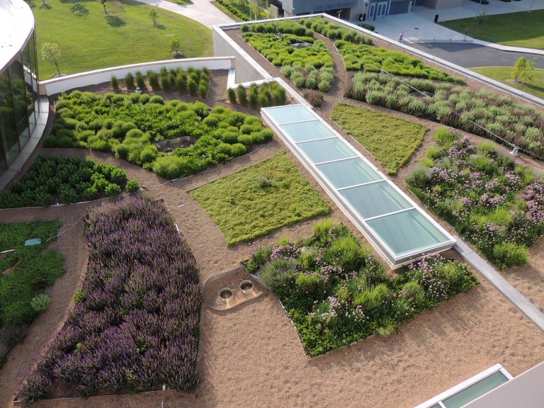 NKU Green Roof with Zero Company