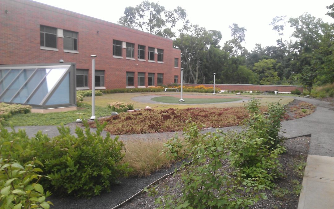 Clark Montessori Intensive Green Roof