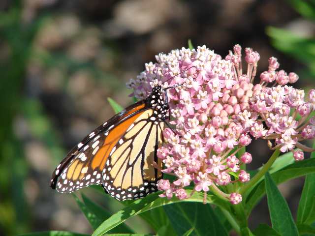 Adding Native Plants to Your Landscape