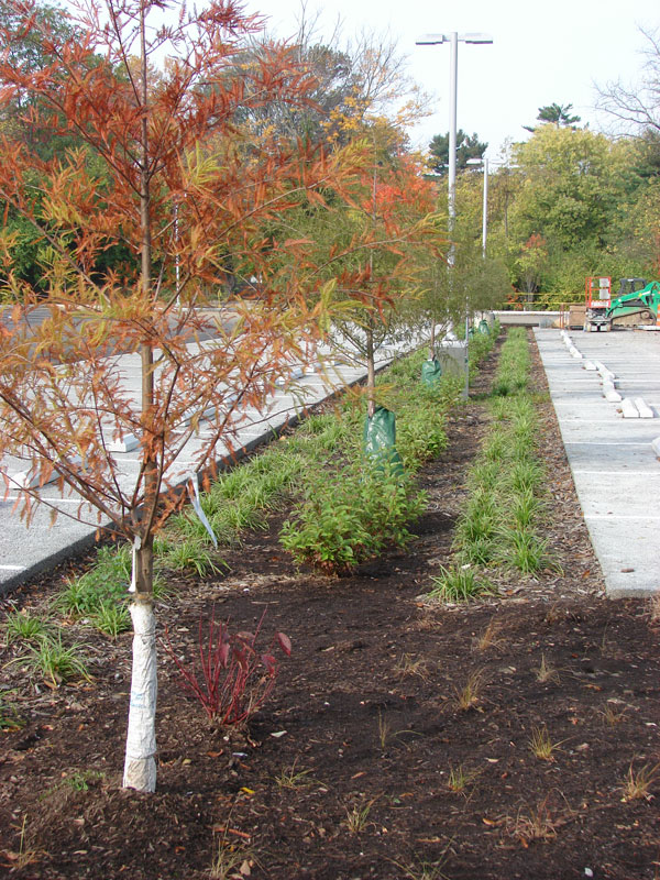 Clark Montessori Bioretention