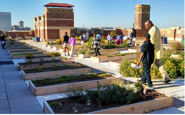 Rothenberg Rooftop Garden