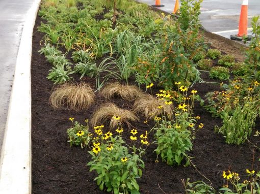 Northern KY University Raingarden